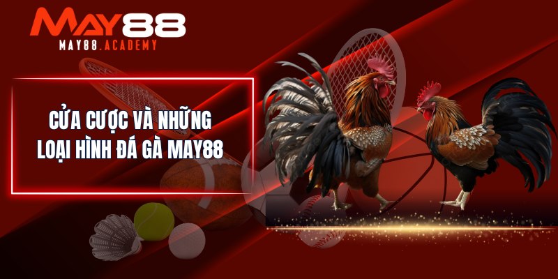 Cửa cược và những loại hình Đá Gà MAY88