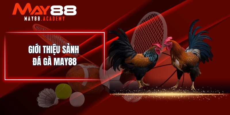 Giới thiệu sảnh Đá Gà MAY88